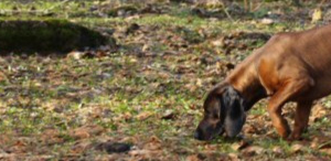 Jahikoera juhtide koolitus