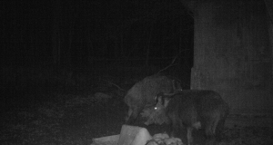 Piltuudis Viljandimaalt: kausitäis triibikuid