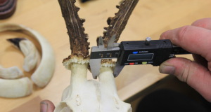 Viljandi jahitrofeede mõõtmine