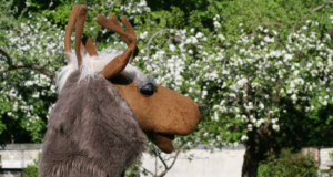 Piltuudis: Võru põdrad EJSi hoovis