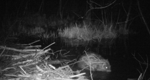 Piltuudis: töökas tammiehitaja (lisatud video)