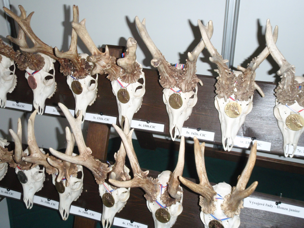 Metskitsesarvede koopiad