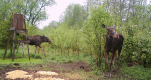 Piltuudis: põdrad soolakul