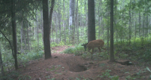 Piltuudis: sokk uudistab mägra urgu
