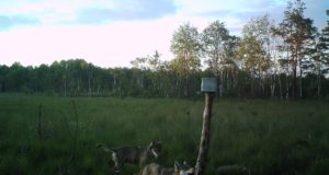 Piltuudis: Saaremaa susid