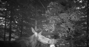 Piltuudis: põdramamma vasikatega