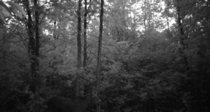 Pilt+video: Põder limpsib samblasuppi