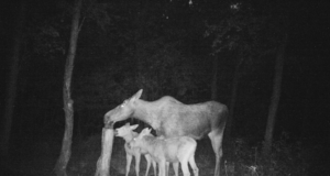 Piltuudis: Tartumaa põdrapere