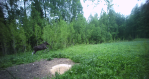 Piltuudis: ,,Hurraa, hernest toodi!”