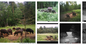 Piltuudis: metssea eri