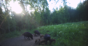 Kütitud on 2384 metssiga