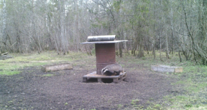 Piltuudis: jalgupidi toidulauale roninud mäger