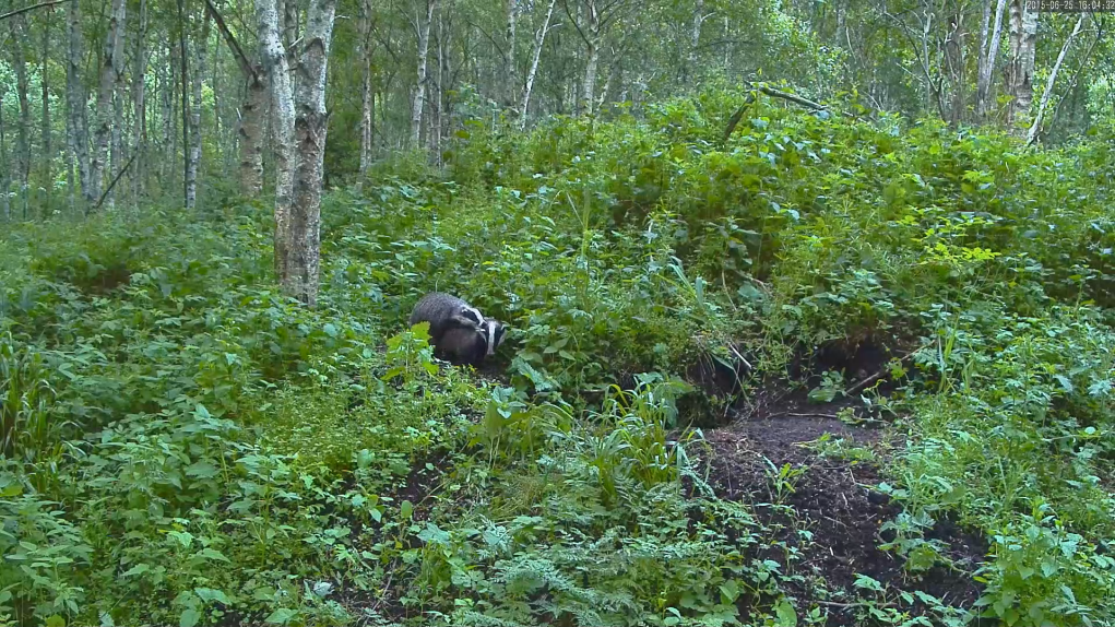 Mägrapaar ja nende urud Saaremaa mägrakaamera ees