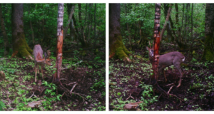 Piltuudis: Kajakad Viimsis, metskitsed Kostiveres