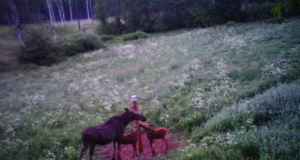 Piltuudis: ilus perepilt