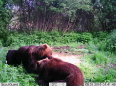 Piltuudis: armunud karupaar hommikust päikesepaistet nautimas