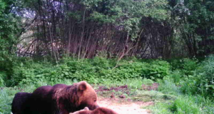 Piltuudis: armunud karupaar hommikust päikesepaistet nautimas