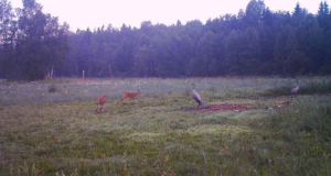Piltuudis: tänane hommik Diana jahimaadel