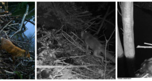 Piltuudis: kes käivad tammi inspekteerimas?