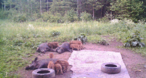 Piltuudis: pildike idüllist Raplamaal