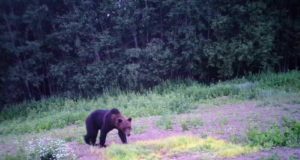 Piltuudis: Lepistu jahiseltsi mõmmik