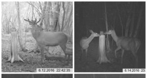 Piltuudis: Saaremaa hirvede kollaaž