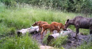 Piltuudis: põdramamma kolme vasikaga