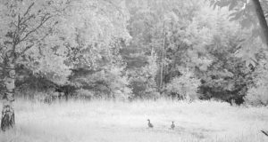 Piltuudis Võrumaalt: „Tugevama“ õigus söögilaual