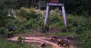 Piltuudis: Saaremaa kährikuperekond