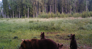 Piltuudis: Maidla mõmmikud