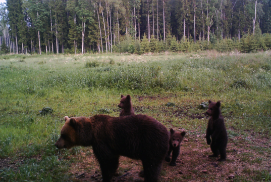 10 soovitust: Mida teha, kui metsas karuga kokku juhtud?