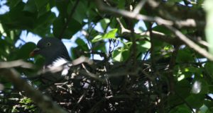 Päevapilt: meigas tegi pesa EJSi aeda