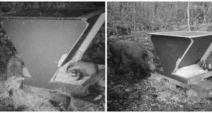 Piltuudis: söögilauasemud