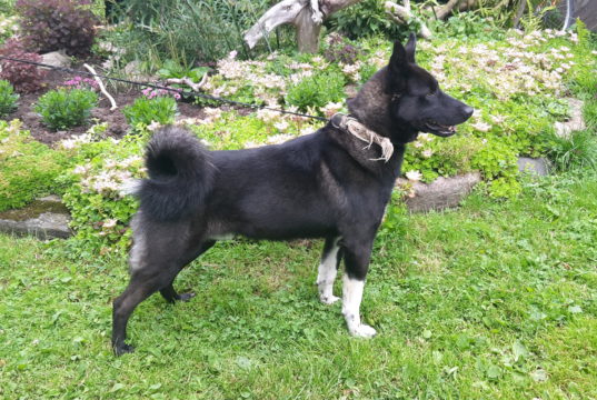 Rannapungerjal leitud noor isane Vene-Euroopa laika