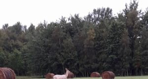 Pilt ja video: albiino metskits (lisatud Meie Maa artikkel)