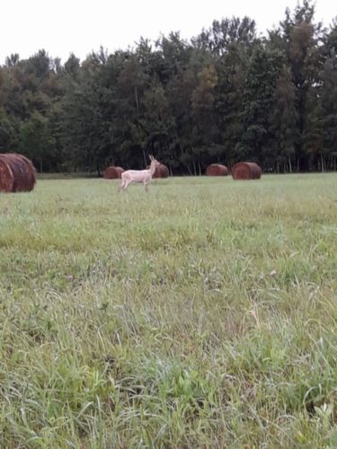 14114692_1147583741971282_1155475097_o (1)