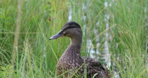 20. augustil algas linnujahihooaeg