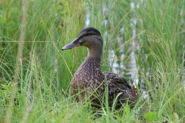 Emane sinikaelpart. KL