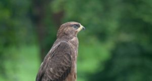 Piltuudis: herilaseviu EJSi rõdul