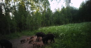 Vilsandi rahvuspargis läheb metsseajahiks