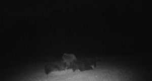 Piltuudis: karuema ja mitu poega?