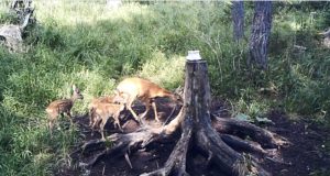 Video: kitsemamma kolme tallega