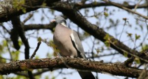 EJ 4/2016: Kaelustuvi jaht