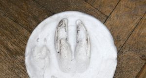 Kütitud on 5508 metssiga (01.08 seisuga)