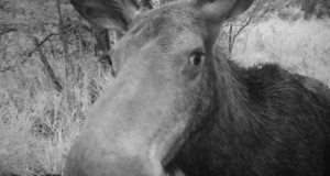 Piltuudis: lähivõte