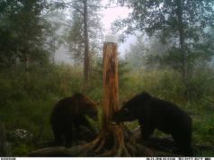 Eestis on tänavu kütitud 19 karu