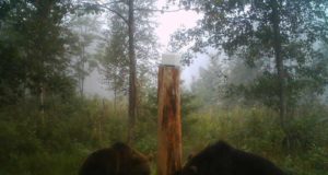 Eestis on tänavu kütitud 19 karu