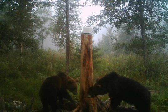 Jõgeva jahimees tabas kolme käpaga karu