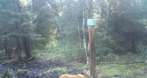 Piltuudis: metskitsemamma kolme tallega