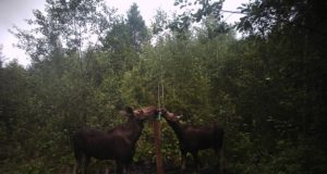 Piltuudis: suutäis soolast ja edasi